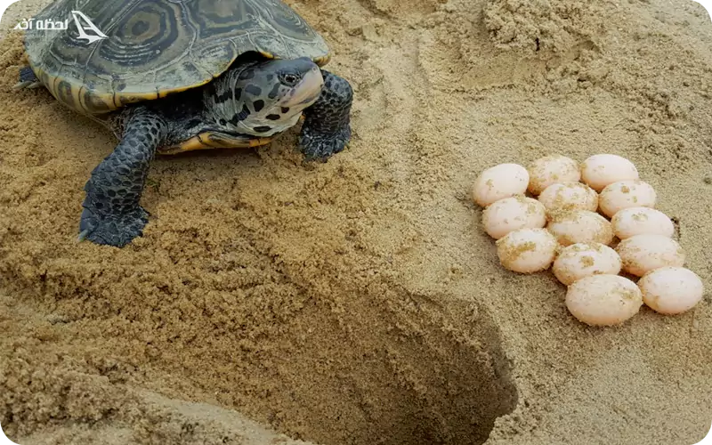 تخم گذاری لاک پشت پوزه عقابی