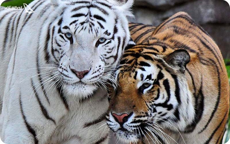 ببر پنگال در باغ وحش ارم تهران  ببر ها و داستانهای تراژیک در باره آنها