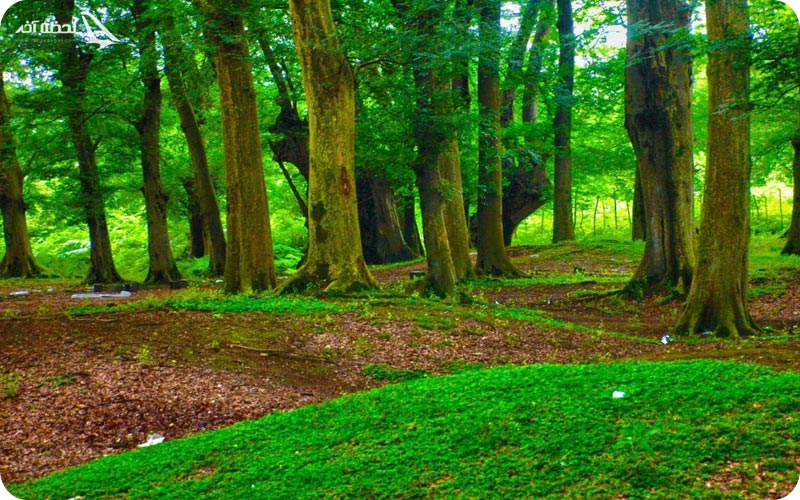 پارک جنگلی منطقه انزلی