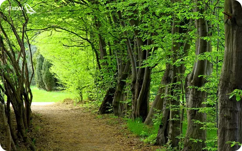 پارک جنگلی سیسنگان