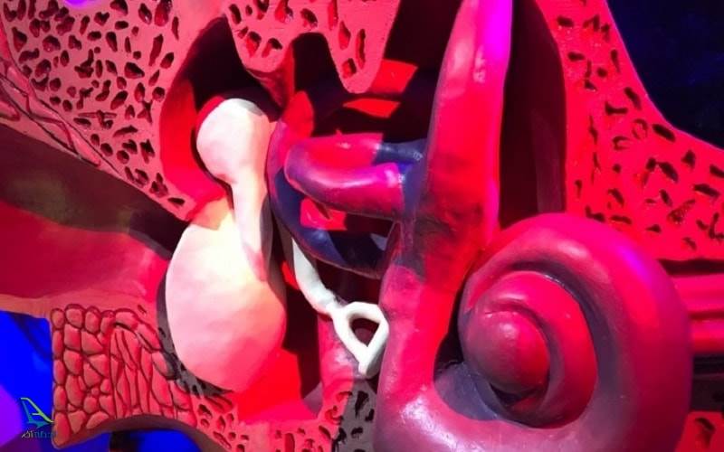 پروفسور بازیما