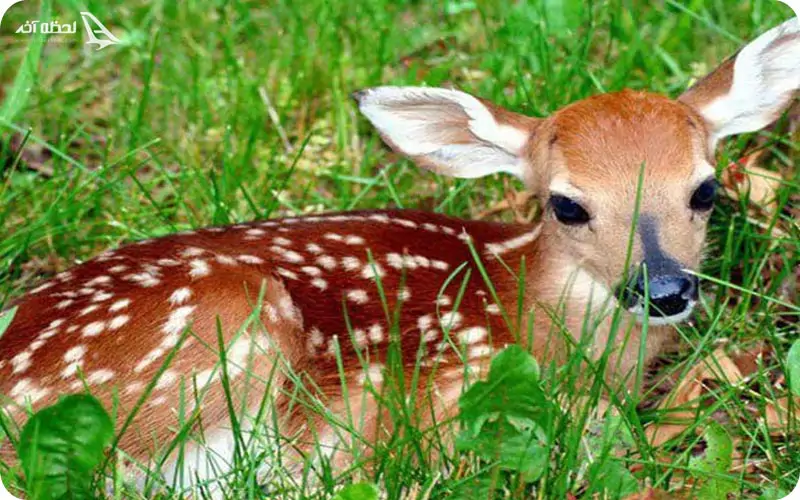 بوستان آهوان کیش