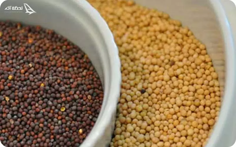 بذر خردل سیاه