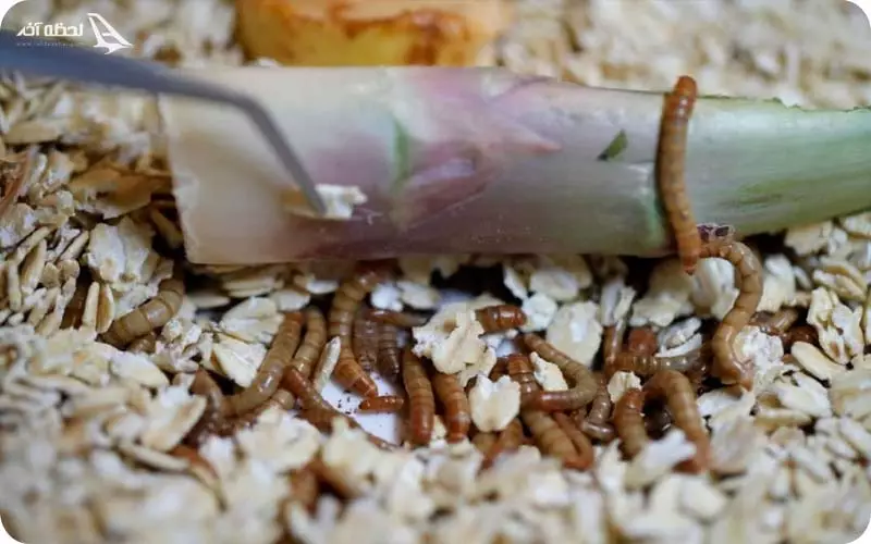 غذاهای عجیب فرانسه