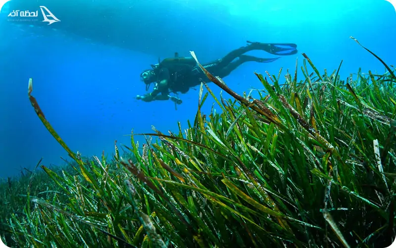 غواصی در Dolphin Dive؛ شنا در کنار دلفین ها