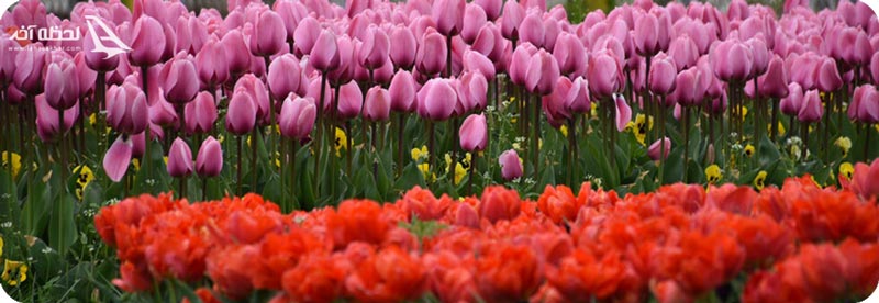 باغ لاله ی گچسر