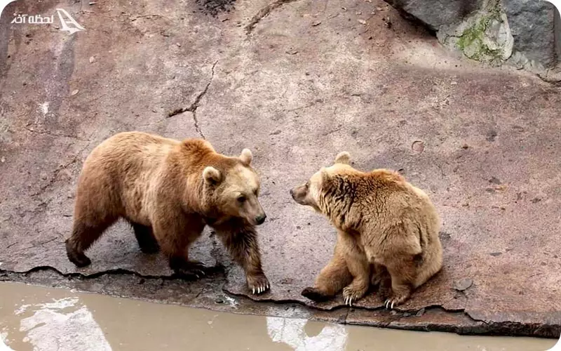 باغ وحش ایروان