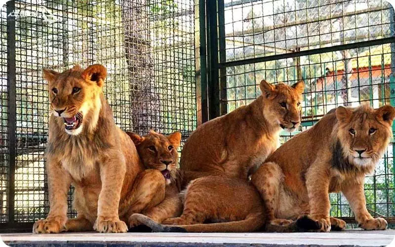 باغ وحش بلغارستان