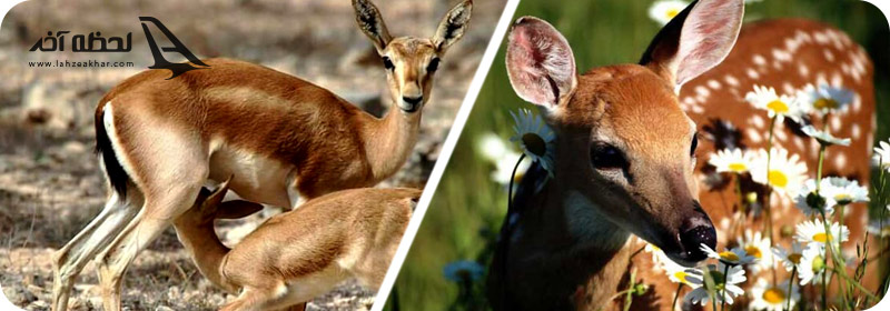 پارک آهو ها کیش