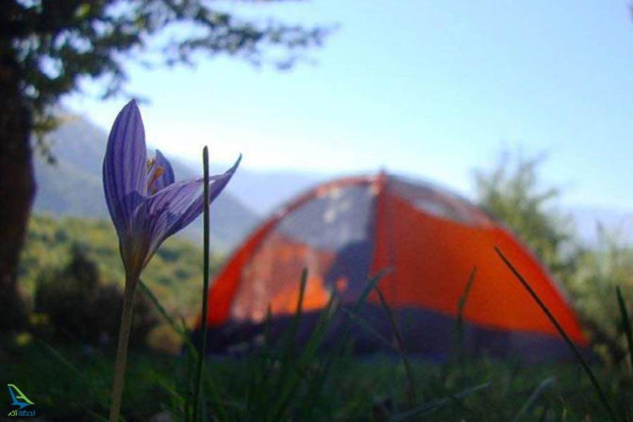 کمپ در جنگل الیمستان