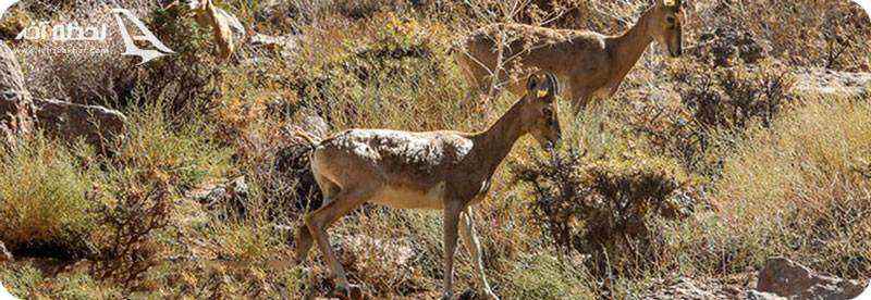 حیات وحش پارک سرخه حصار