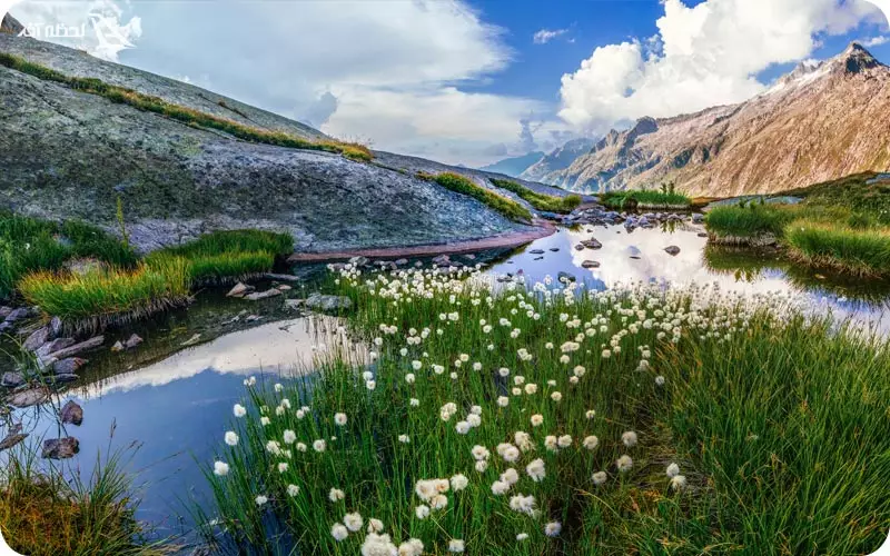 سرسبزی و طبیعت سوئیس