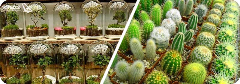 قیمت گل و کاکتوس در بازار گل محلاتی تهران