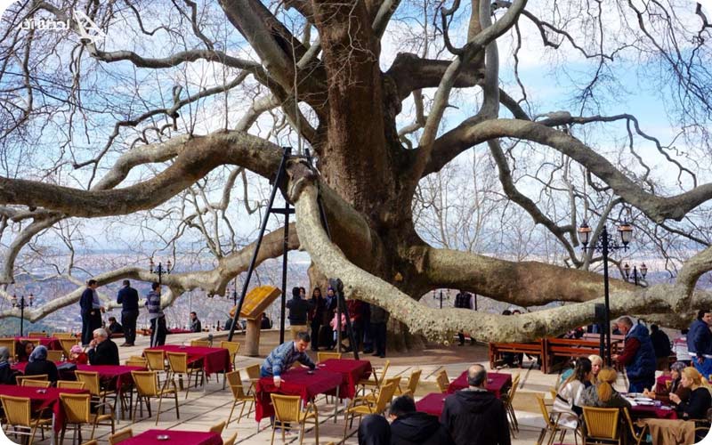 درخت قدیمی اینکایا (İnkaya)