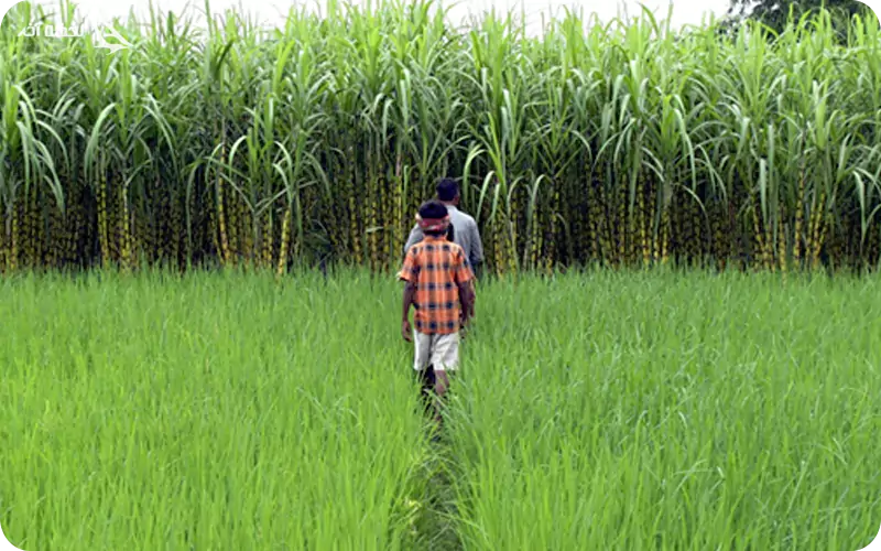 تالاب نیشکر ناصری خرمشهر