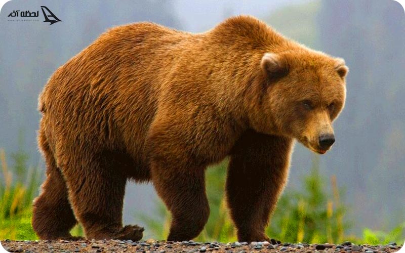 خطرات جنگل ابر