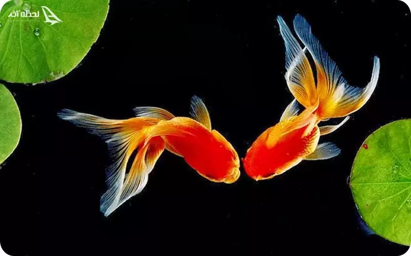 آکواریوم پروانه طلایی