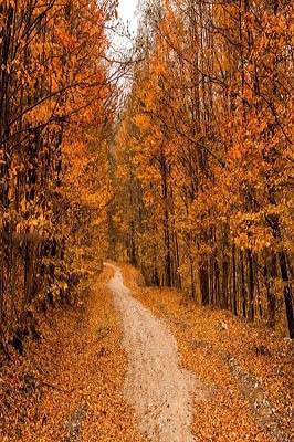 جنگل راش سوادکوه