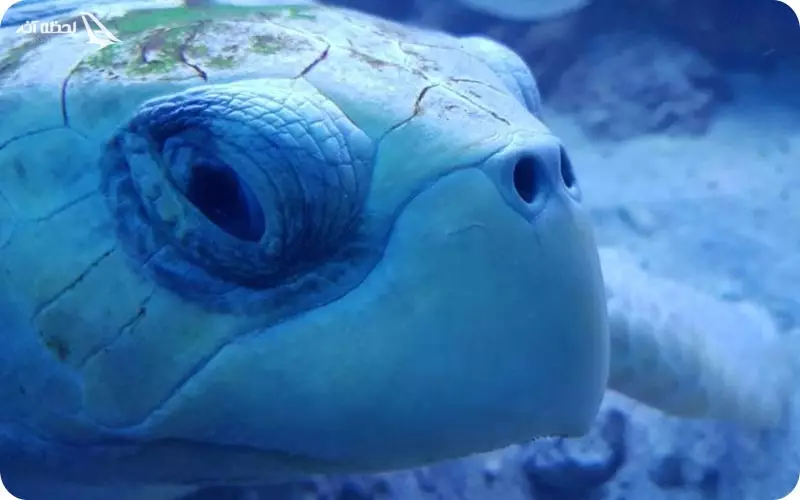 بخش های مختلف آکواریوم کیش