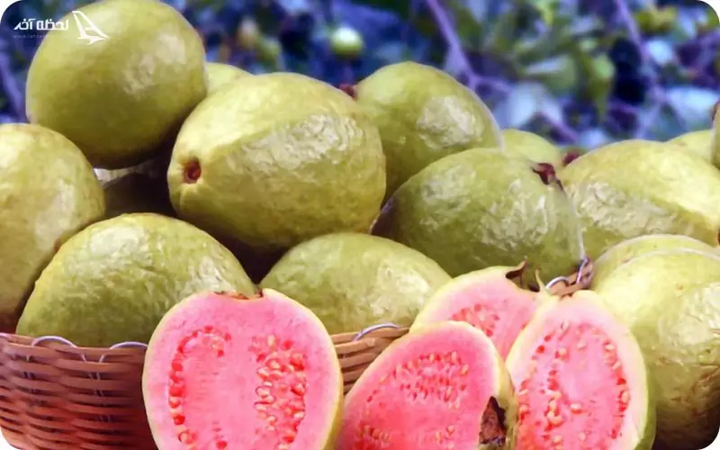 میوه های خلیج گواتر