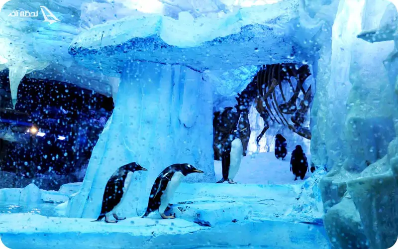 پنگوئن های آکواریوم دبی
