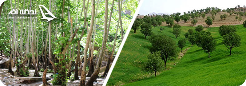 پارک جنگلی یاسوج 