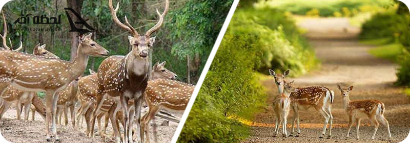 بوستان آهوان جزیره کیش