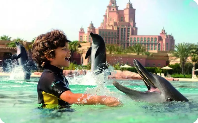 شنا درکنار دلفین ها