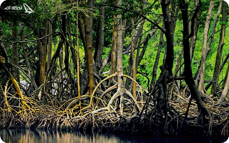 جنگلهای حرا