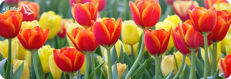 گل های باغ لاله ی گچسر