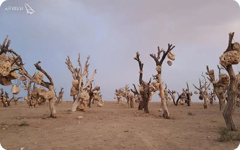 باغ سنگی؛ با میوه‌های سنگی