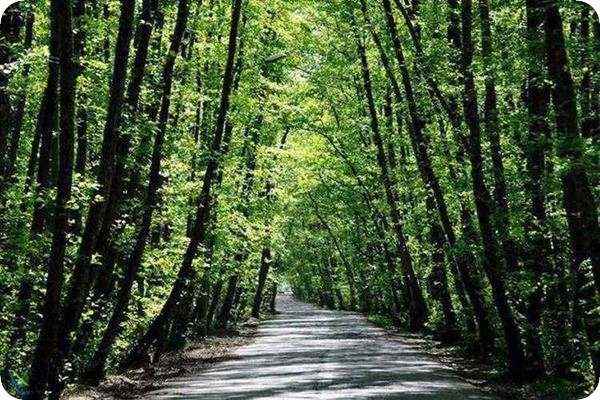 جنگل جیغ مشهد