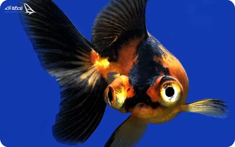 آکواریوم پروانه طلایی