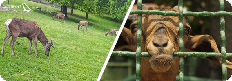 باغ وحش پارک ملت تهران