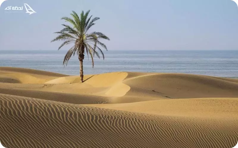 تک درخت نخل ساحل درک