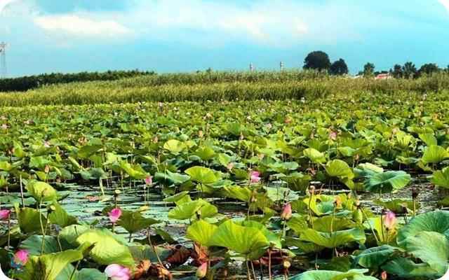 تالاب انزلی