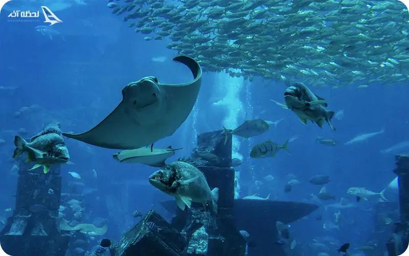 سفره ماهی دبی مال