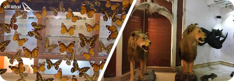 کارگاه تاکسیدرمی در موزه دارآباد