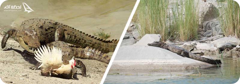 حیات وحش باهوکلات (منطقه حفاظت شده گاندو) حیات وحش باهوکلات (منطقه حفاظت شده گاندو)