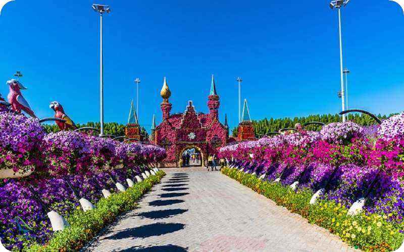 طاووس در باغ معجزه دبی