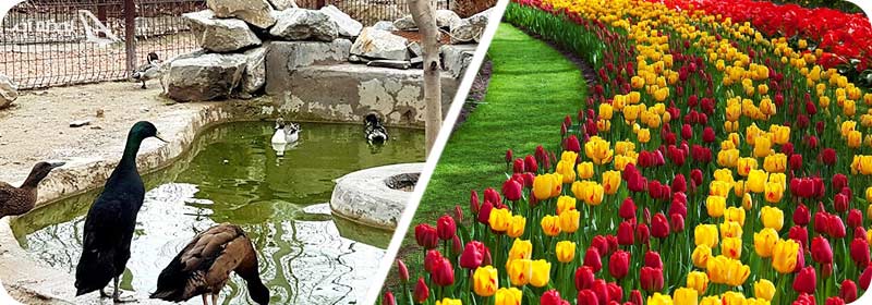 باغ پرندگان و باغ گل شاندیز مشهد