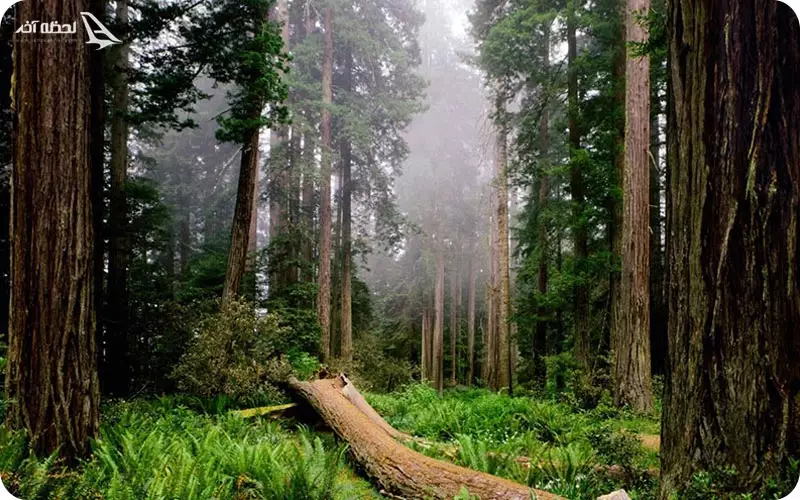 جنگل دالخانی رامسر جنگل دالخانی رامسر