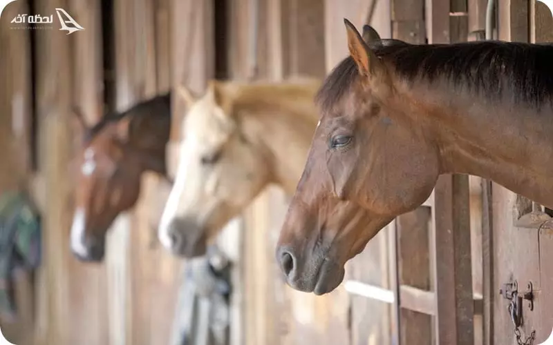 باشگاه سوارکاری کاشانی مشهد