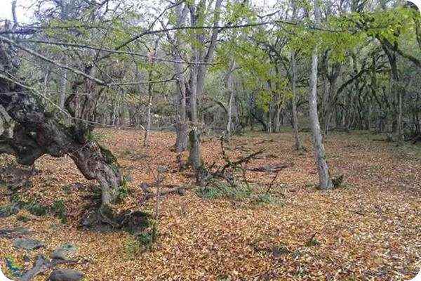 جنگال الیمستان