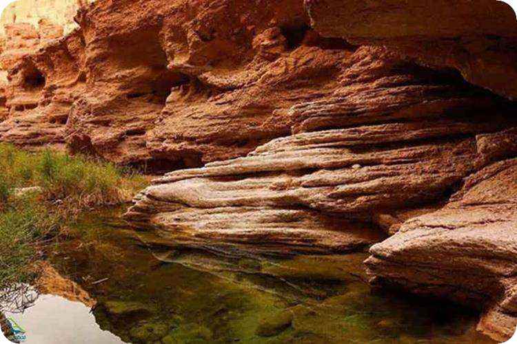 بازدید از کال جنی