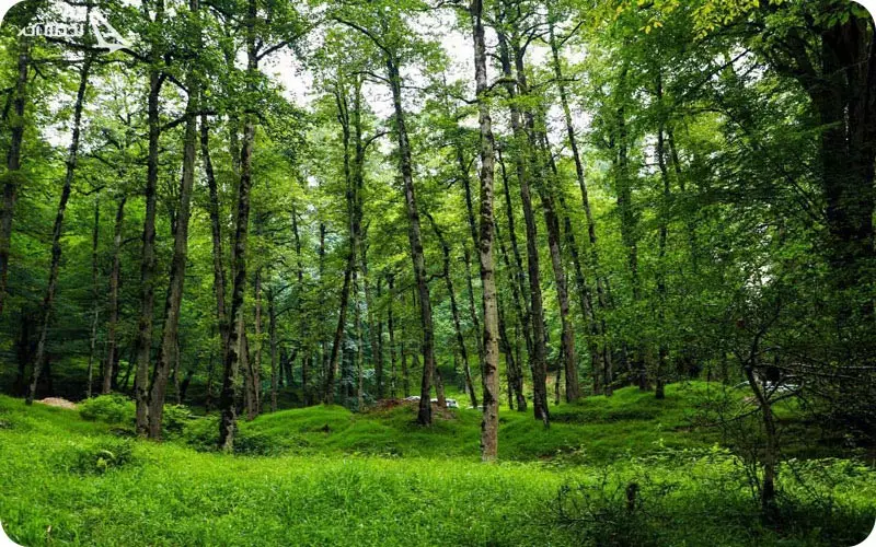 بوستان جنگلی صفارود بوستان جنگلی صفارود