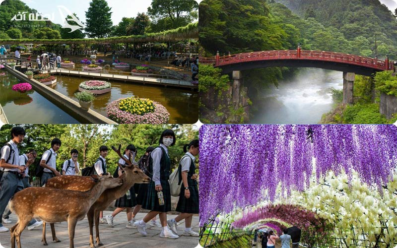 پارک نارا واوگاساوارا و آشیکاگا