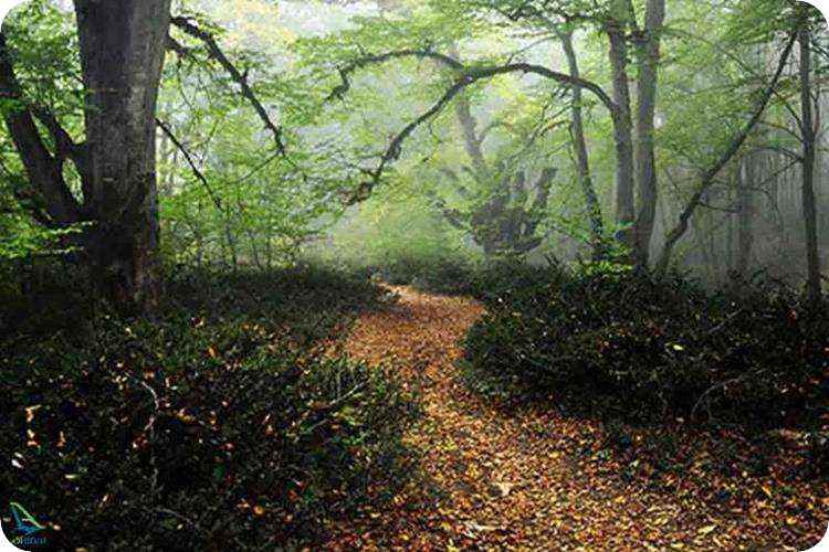 جنگل زیبای الیمستان