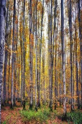 جنگل راش سوادکوه