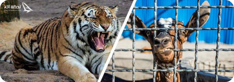 باغ وحش صف دشت کرج